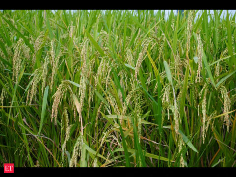 Bayer’s DirectAcres crosses 2,00,000 acres in India
