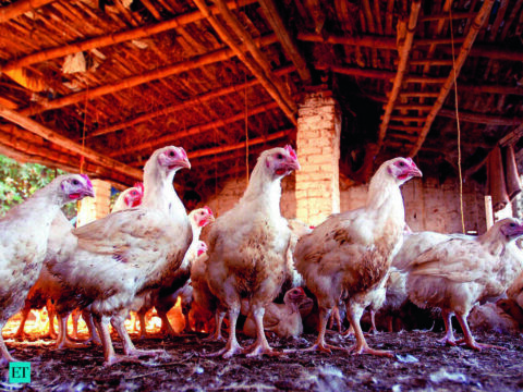 Farmers face 15% loss as poultry feed costs surge Farmers face 15% loss as poultry feed costs surge