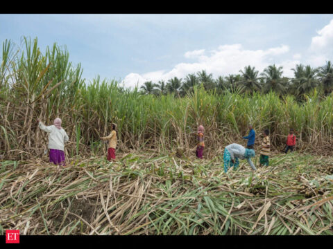 Sugar season 2026–27 begins on schedule, nearly 107 mills commence operations across India: ISMA