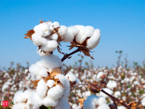 Govt extends customs duty exemption on cotton imports till December 31