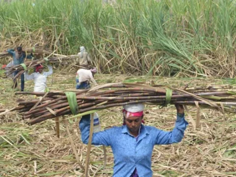 Prices are rising again ahead of festivals amid concerns that El Nino could hurt sugarcane yields in the 2026-27 crop season, which runs from October to September. (HT PHOTO)