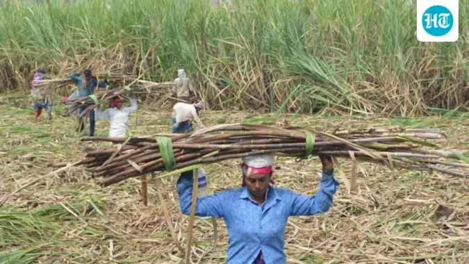Prices are rising again ahead of festivals amid concerns that El Nino could hurt sugarcane yields in the 2026-27 crop season, which runs from October to September. (HT PHOTO)