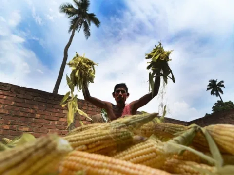 Ethanol, poultry industries set for tug of war over maize after curbs on sugar B-heavy molasses is an intermediate which has more sugar (sucrose) content; C-heavy molasses has very little sugar. (Unplash/ Representational)